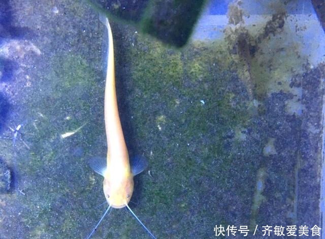 广西|这是啥鱼?广西柳州废井里,居然能钓到“稀罕鱼”,你认识几条?