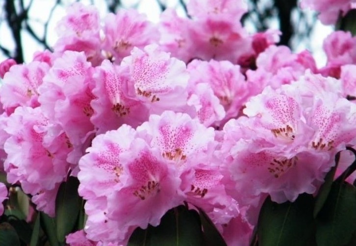 秋冬|杜鹃花总是开完花就落叶枯萎吗做好这4点,年年开爆盆