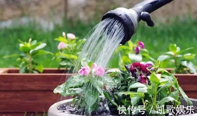 养花浇水,4个错别犯,不然养啥花都黄叶、烂根,学会一生受用