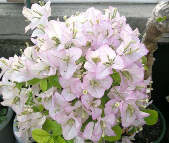 养三角梅，学会此“绝技”，想让它啥时候开花，任由你控制