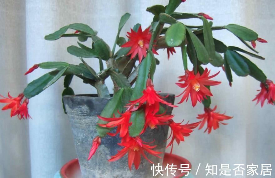 盆栽|养花小技巧:学会这5招,轻松解决盆栽虫害问题