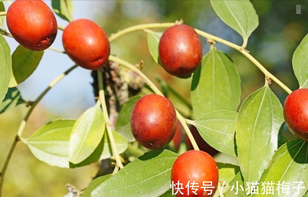 天敌|红枣和此物是天敌,两者在一起吃,吃了就是找病,现在知道还不晚