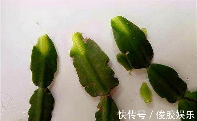 土壤|蟹爪兰花后养护很重要,仅仅修剪还不够,做好这4点,开花大又多