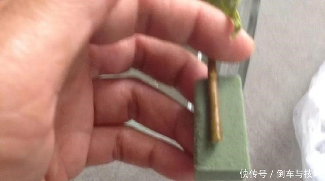 学会了这几点扦插技巧，随时随地扦插，棵棵都成活，非常简单！