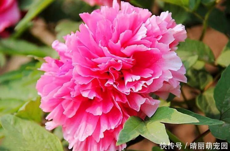 香气扑鼻|养花就养个花期长的,年年开花漂亮好闻,入手不后悔