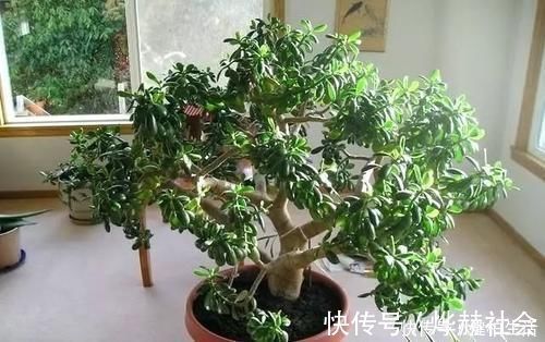 这2种树，是养“高价老桩”的首选，木质化强，5个月就能养成功