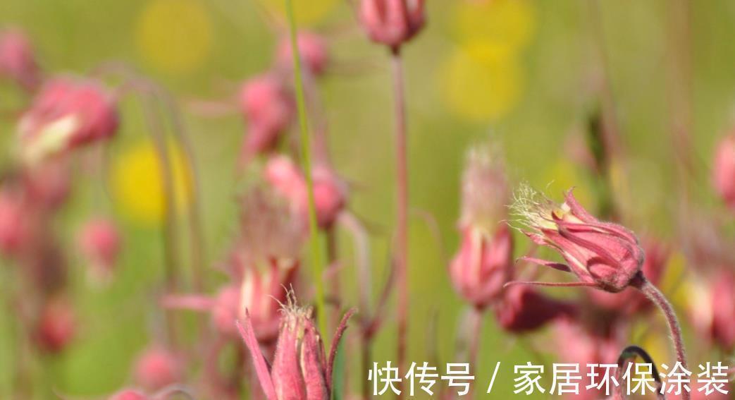 花柱|花朵开得像烟火,国内有钱买不到,它的名字叫做草原烟