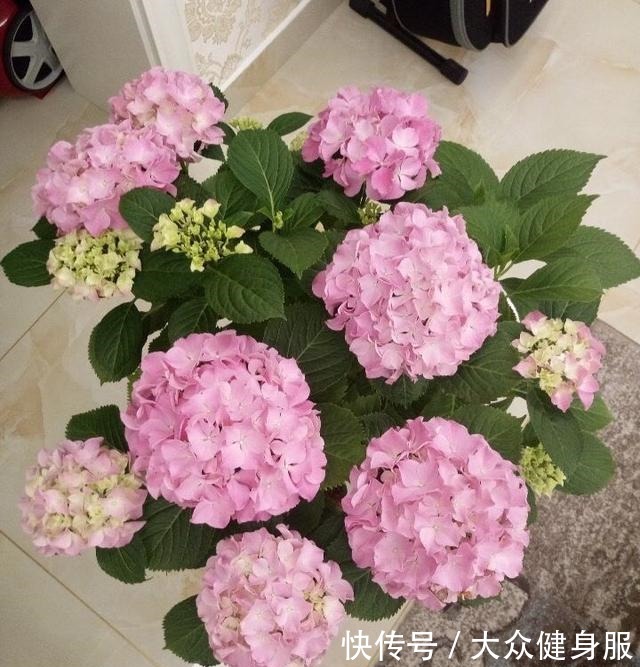 绣球花要开了,3个小技巧,让它多开10倍花、个个大花球!