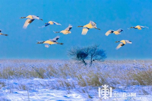 冰雪旅游|观鹤、冬捕、泡汤…… 解锁“鹤舞雪原”冰雪旅游线路的N种玩法