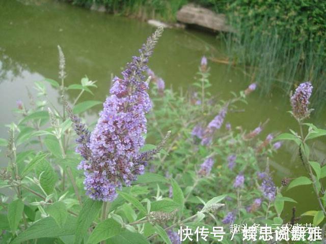 痔疮|农村这个植物，一个名字竟是两种东西，一种能毒鱼一种治痔疮