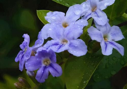 厨房有3种“垃圾”，养花能让植物蹭蹭长、远离黄叶