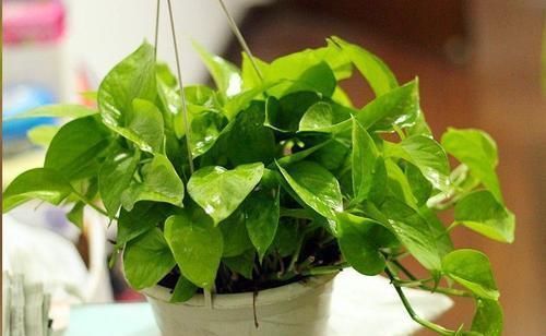 黄叶|养花老板不愿分享的秘密简单几招,不黄叶,花开满盆