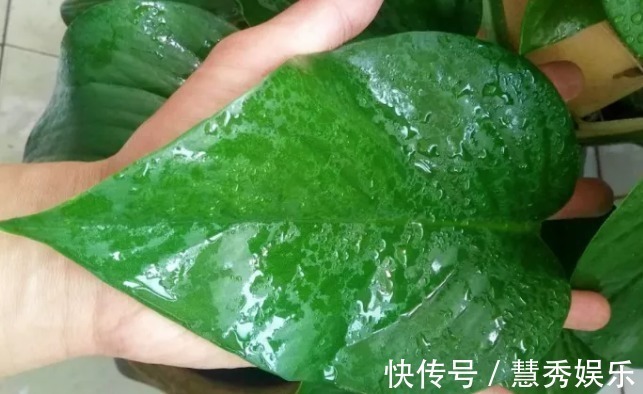 还在用清水浇绿萝别傻了，绿萝是个“大酒鬼”，一小勺就爆盆！