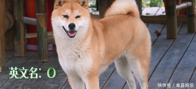 陈赫|《向往的生活》小H开发布会,细数蘑菇屋的小可爱,你还记得几个