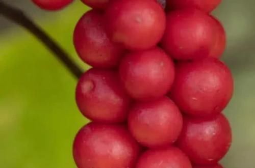 胆酸|天然的“强肝剂”是3物,坚持每天吃,或能养肝排毒,肝脏越健康