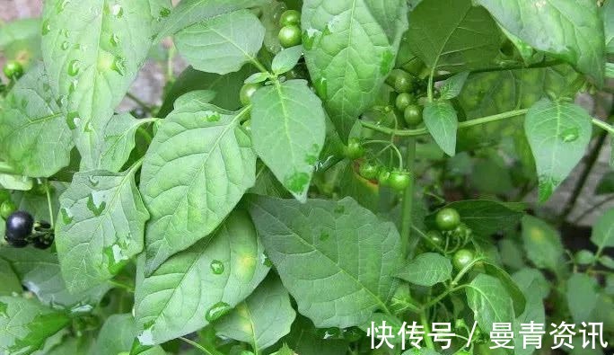 药用|农村一种“野草”以前农民见到就拔除,殊不知是一味名贵中药材!