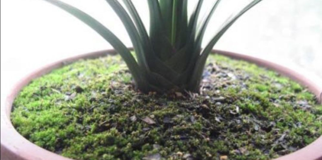 铺设|2种简单的方法,让盆景里长出绿油油的苔藓,漂亮又美观