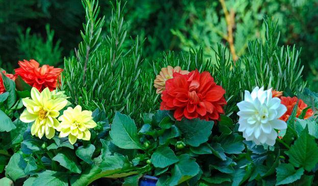 养这7种花,预算够就买好的,预算不够干脆别买