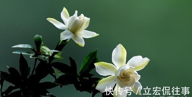 栀子花|家里种上这5种香花, 一年四季不出门都能闻到花香。