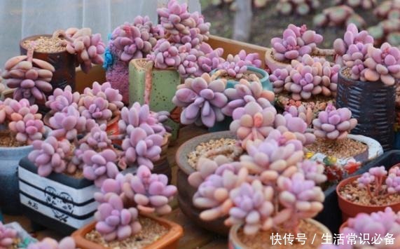 桃蛋度夏不当，可能只剩下光杆，夏季几点不能忽略哦！