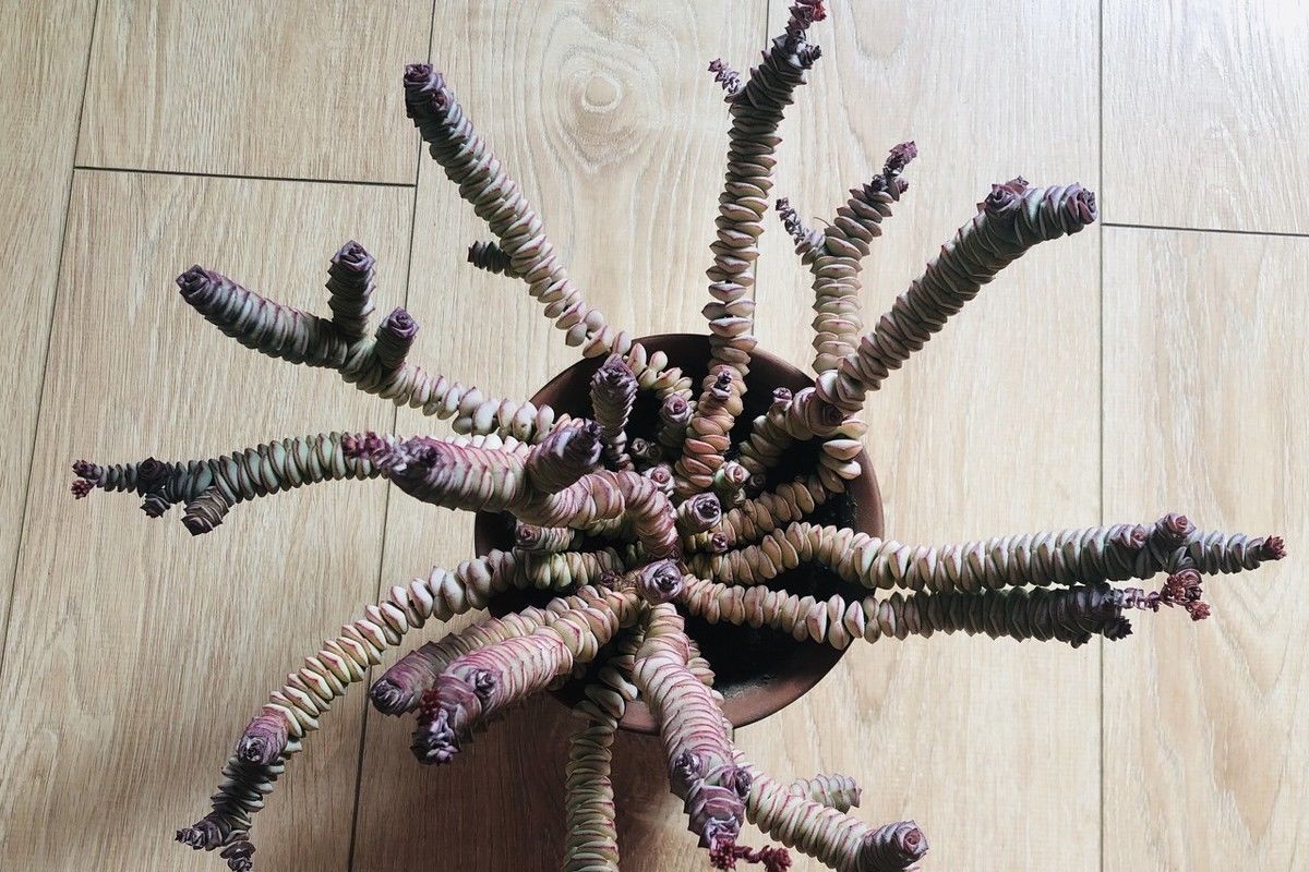 招财|家里养这3种花的有福了,旺财又旺宅,招财纳福好运不停