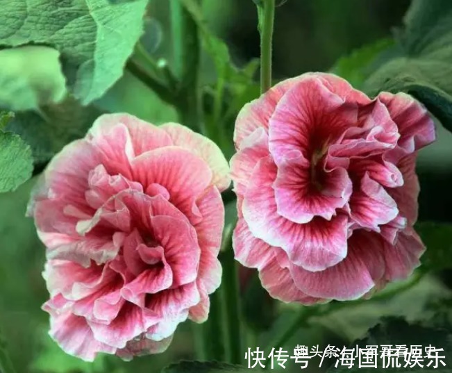 寓意|此花一天有三变化,相当的具有特殊,具有早熟的寓意