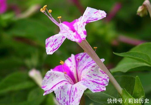 小巧玲珑|此几款花卉,色彩艳丽,小巧玲珑璀璨夺目