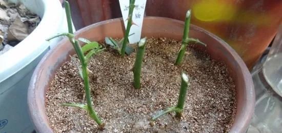  养花爱好者看过来这15种花现在“扦插”，生根快，一个周就长芽