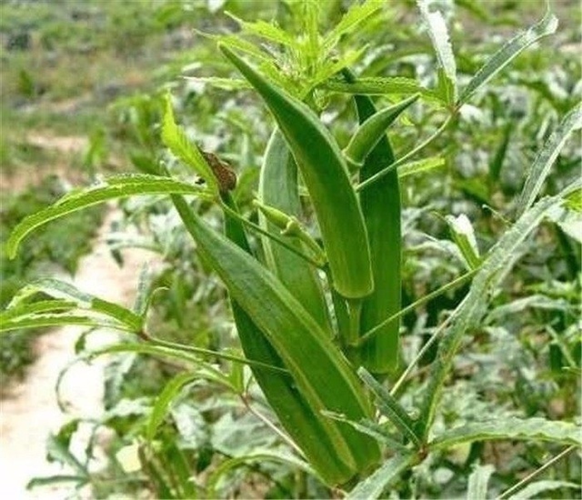 寒性食物|秋葵千万不要和这个同吃,不仅没营养,还易引起腹痛!