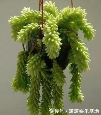 多肉|适合新手养的9种多肉,叶片沾土就活,轻松长爆盆,状态非常美