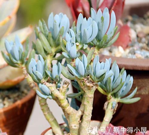 群生|韵味十足的多肉蓝松,蓝色调满满高级感,皮实好养,长成群生老桩