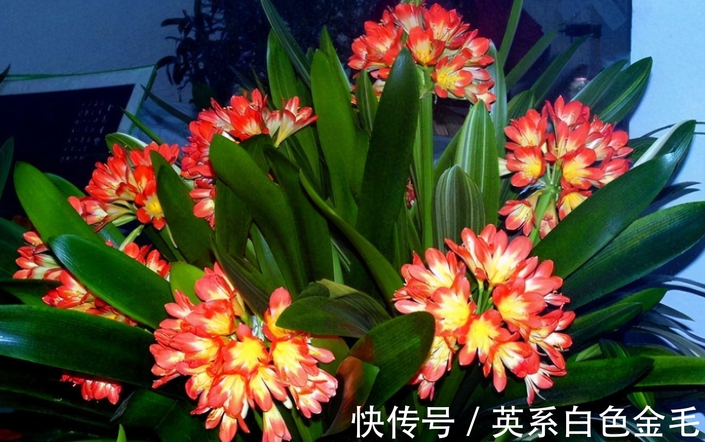 阳台养君子兰,四季学会“巧浇水”,叶子绿油油,冬季开爆盆