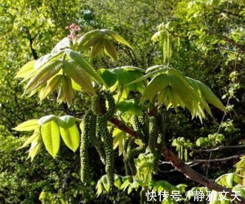 长寿菜|长在树上无人识,晒干了58元一斤,人称“长寿菜”,如今都抢着要