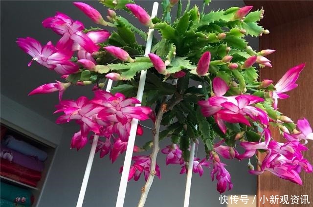 兰花|蟹爪兰花后处理及时“理发”,让它“坐月子”,来年再爆盆!