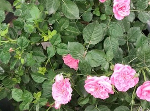 给月季扦插，简单3个步骤，就可以顺利生根发芽，成活率超高！