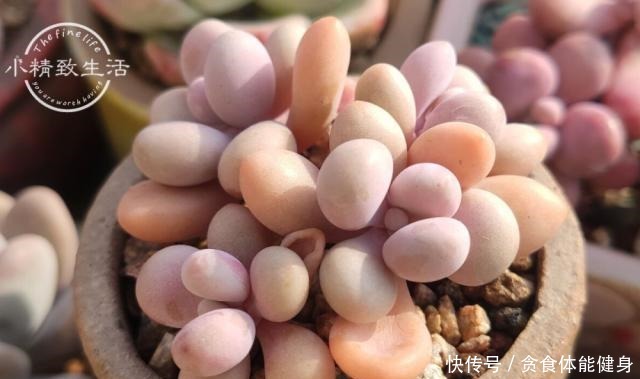 控养多肉有前提,3要4不要不能反,错了变瘦,对了肥美!