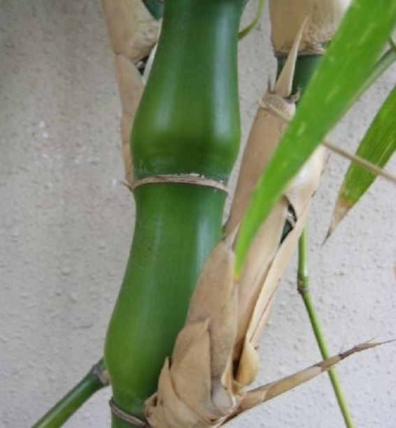 野花野草|姥爷竹林瞎转悠,发现一“丑东西”,连忙挖回家,养好就是金不换