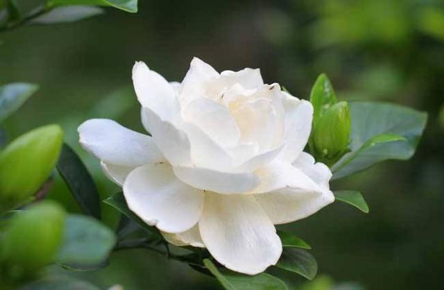 栀子花度夏难,几个关键的养护知识你要知道,枝繁叶茂