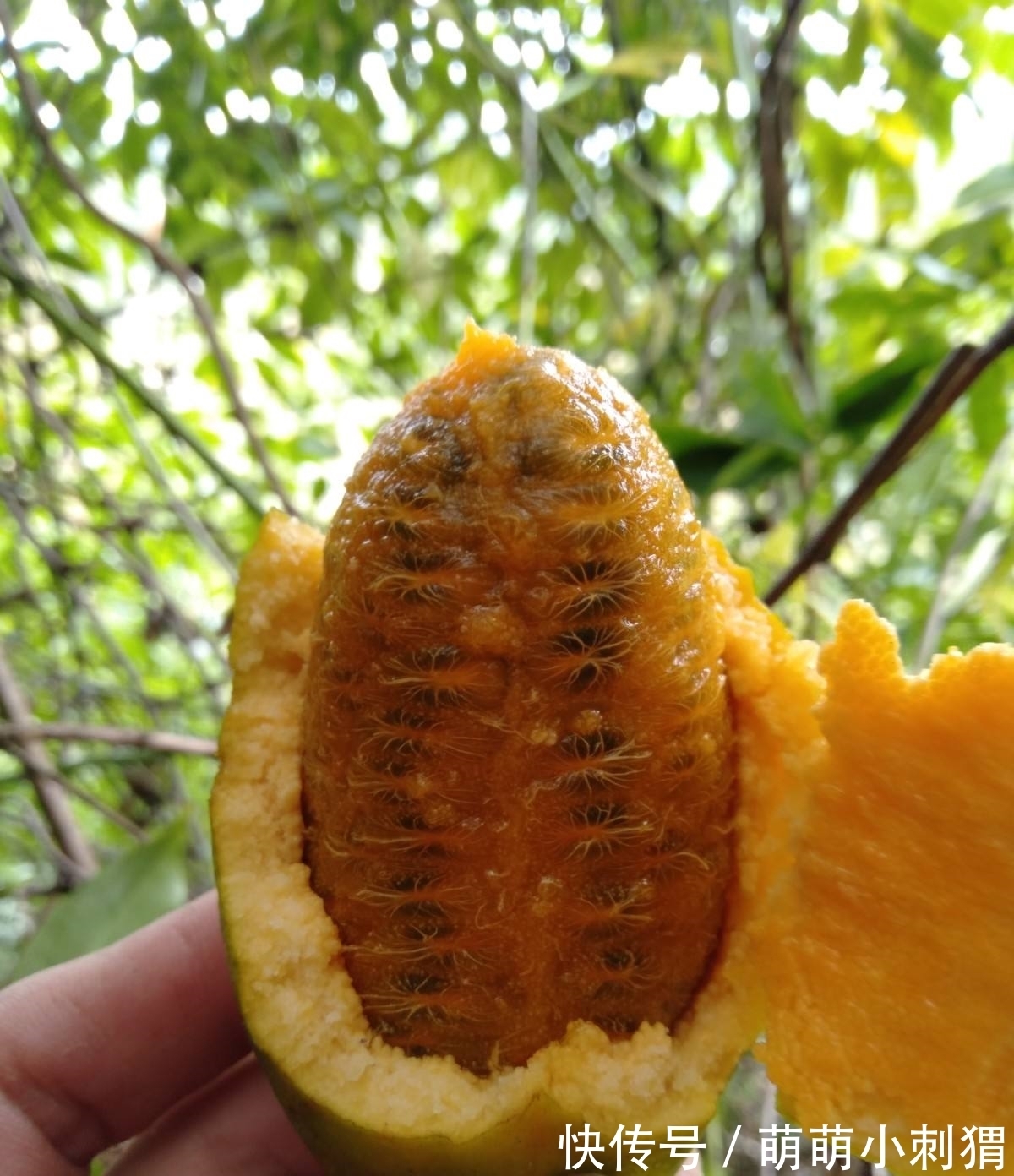 野木瓜|农村一种叫拿藤的野果，人称“九月黄”，一斤卖30元，吃过吗？