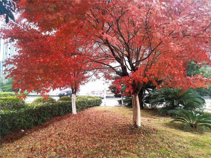 风景迷人|领略落叶之美 吉安城南市民广场冬季风景迷人