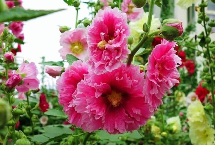 3种花高贵优雅，看了就让人沉醉，花色鲜艳，美丽动人