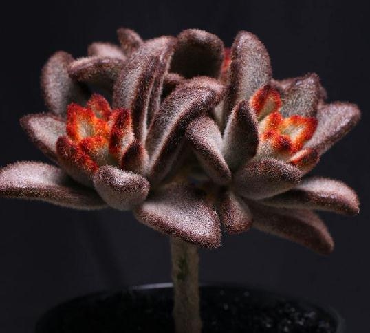 3种“多肉”,靠一杯水活“大半年”,没有光,照样叶肥、花儿多