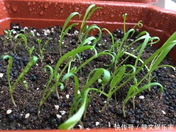 阳台种韭菜,菜根埋土里,10天就能割一茬!