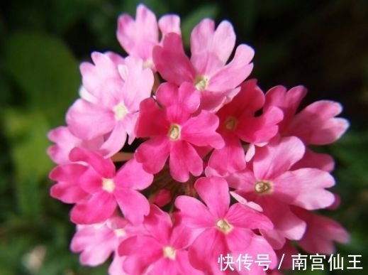 花花期|这些花放在阳台养，花开满盆花香四溢，花艳美人惹人喜爱