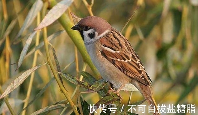 俗语:“两鸟进门,不富也喜”,你知道是哪2种鸟吗?为何没喜鹊