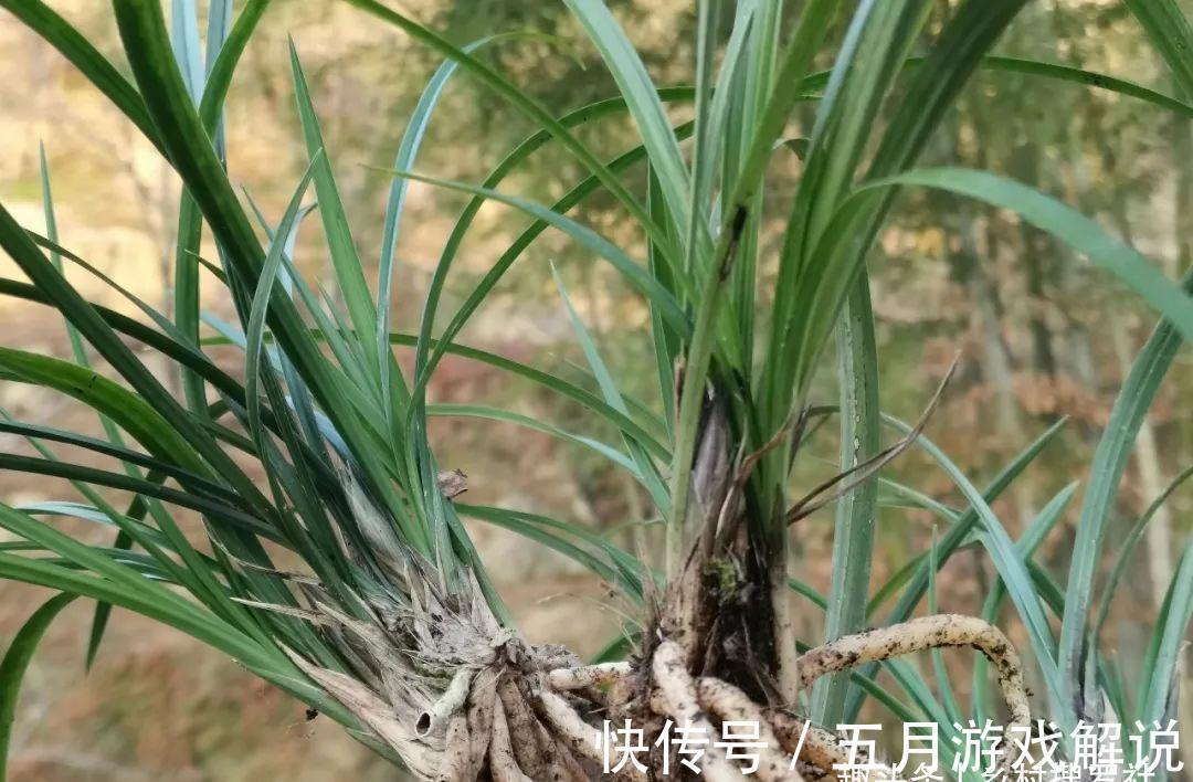 兰花|种植兰花，如果花盆中出现这两种现象，兰根茁壮兰苗旺盛就不难