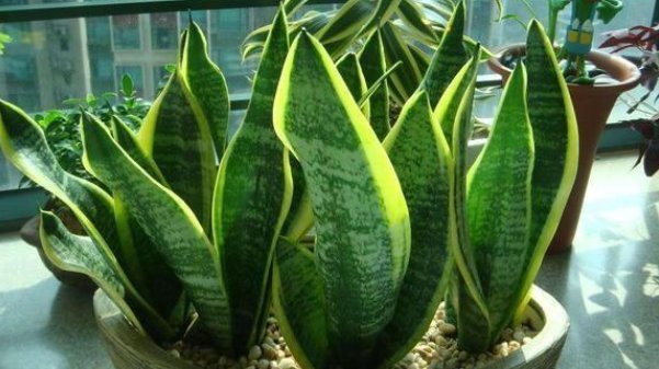 盆景|这3种花要“穷养”,盆小水少长得好,爆出侧芽养成老桩盆景