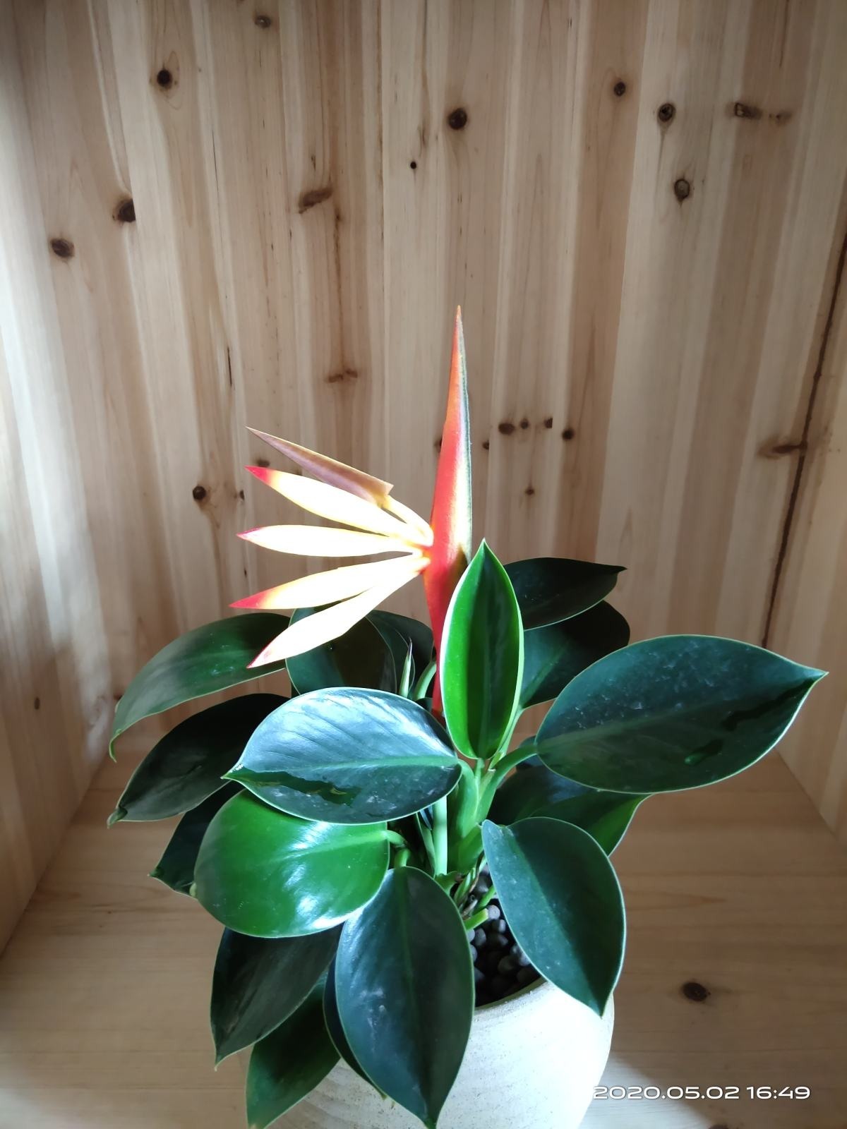 花骗子最爱卖的5种花,养花小白要记住,擦亮眼睛不上当