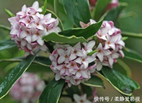 在阳台种上几种花，一年缤纷灿烂的花海，让邻居家羡慕极了