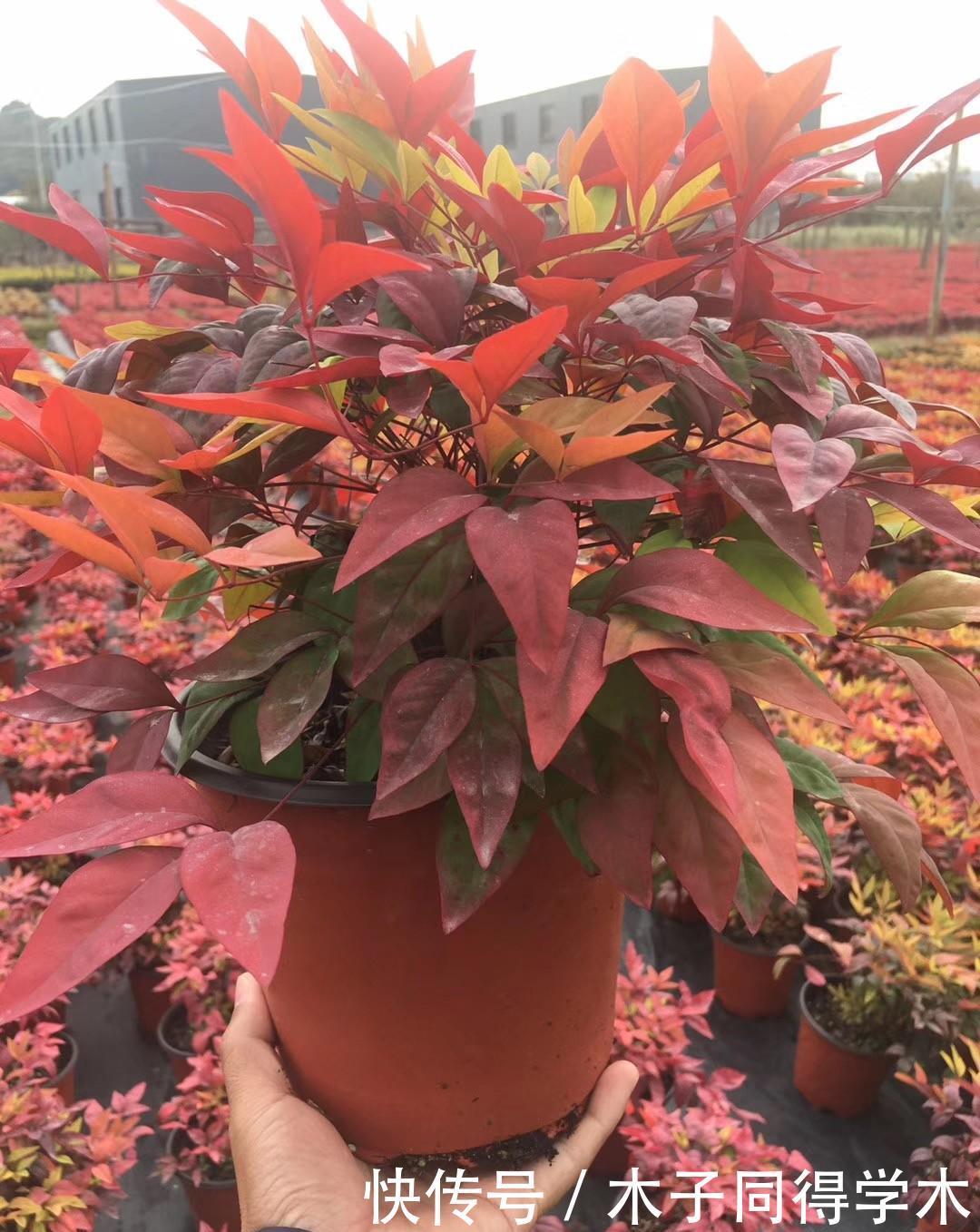 越冷叶子越红,对环境无要求,这样的植物你养过吗?